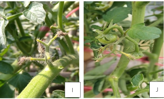 Characteristic after pollinate on apical inflorescence  (I.) Flower abortion, (J.) Some flower drop on inflorescence