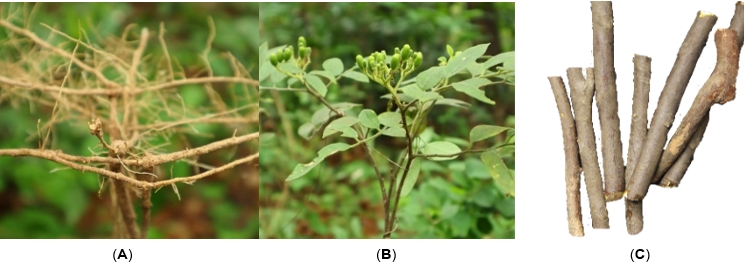 Root (A) fruit and leaf, (B) and stem, (C) of Micromelum minutum (Photos credit: Komgrit Wongpakam, Walairukhavej Botanical Research Institute, MSU)