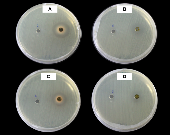 Antibacterial efficiency of crude extracts from L. petiolata against Xoo; crude extracts from leaves extracted with (A) ethanol and (B) hexane: crude extracts from stems extracted with (C) ethanol and (D) hexane.