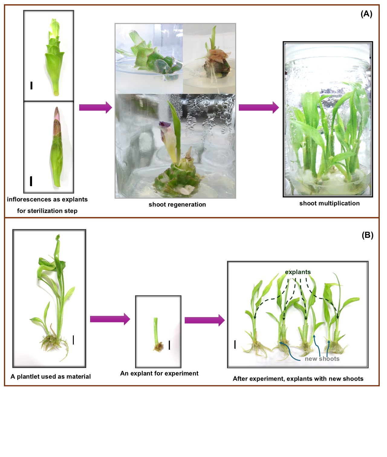 Scheme for (A) plantlets preparation from inflorescences of C. alismatifolia or Siam tulip cultivars  (cv. Red Shadow and cv. Khao Yai) and (B) definition of plantlets, explants and new shoots