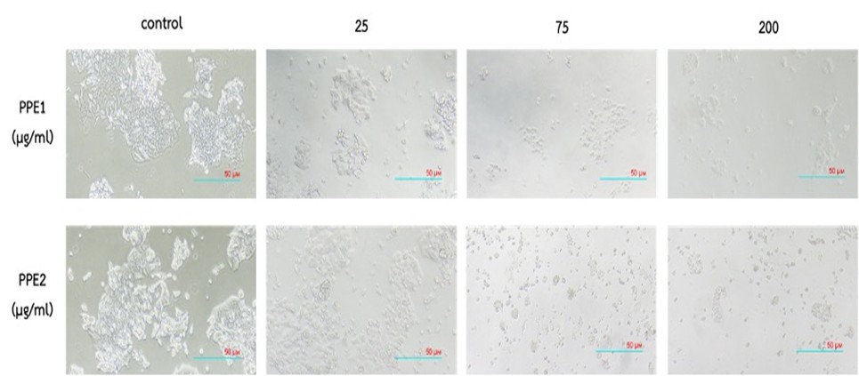 การเปลี่ยนแปลงรูปร่างของเซลล์มะเร็งลำไส้ใหญ่ ชนิด HCT116 ของกลุ่มที่ได้รับสารสกัดและ ไม่ได้รับสารสกัดเปลือกทับทิม PPE1 และ PPE2 ที่เวลา 24 ชั่วโมง (สเกลบาร์ = 50 µm)