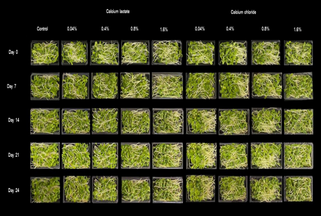 Sunflower microgreens that were preharvest sprayed with calcium lactate and calcium chloride then packed in plastic trays and stored at low temperature (10±2°C, 80±2%RH) for 24 days.