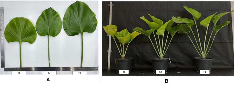 (A) = Comparison of the leaf sizes from P. amboinensis. grown under different shading conditions at 110 days after planting. (B) = The growth of P. amboinensis. under different shading conditions at 170 days after planting; T1 = No shading T2 = 50% shading and T3 = 70% shading. 