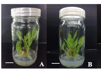 Characteristics of shoot induction of Curcuma longa L. var. Trang 1