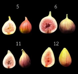 Fig fruits at 12 weeks after fruiting