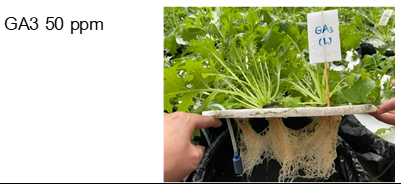 The Mizuna plant growth after treated with sterile water, vermicomposting liquid, IAA and GA3 at different concentrations in hydroponic system