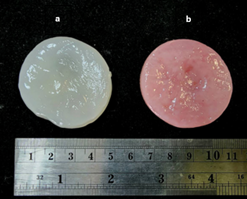 Bacterial cellulose produced from Acetobacter xylinum in coconut juice (a) and mulberry pomace (b)
