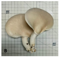 Abalone mushrooms 