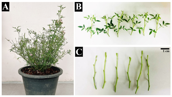 Characteristics of Rosa ‘Hohoemi Rouge’ (A), selected young branches (B) and pruned young branches, 3 – 5 cm in length, as starting material for surface sterilizing process (C).