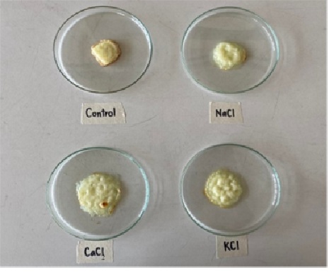 Figure 1   Mozzarella cheese after baking