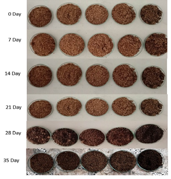 Figure 3   Color of soil amendment from old oyster mushroom fermented with coffee husks                 and forage corn dust using nitrogen-fixing microorganisms as starter to produce different   formulations after 35 days of fermentation