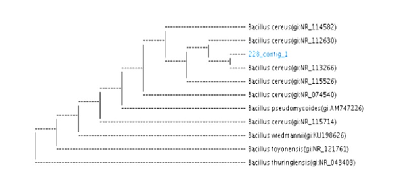 Figure 1  Phylogenetic tree of isolate TC228 