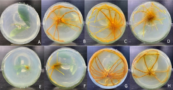 Root formation in Champedak shoot explants cultured on MS medium with varying               concentrations of NAA: 0 (A and E), 1 (B and F), 2 (C and G), and 3 (D and H) mg/L,                with wounding (above) and without wounding (below), after 3 months of culture  