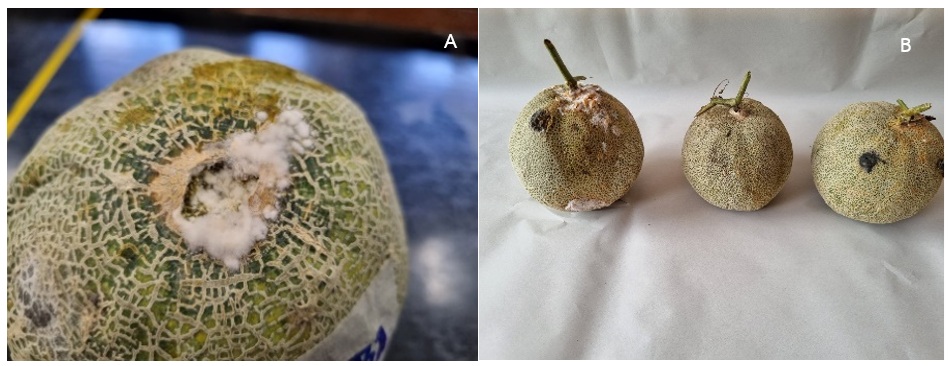 Figure 1   Diseases of melons found in farmers' greenhouses; (A) and (B) fruit rot