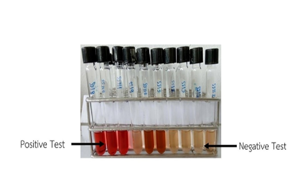 Figure 1   Salkowski’s reagent test of bacteria isolated from rhizosphere of Sangyod rice