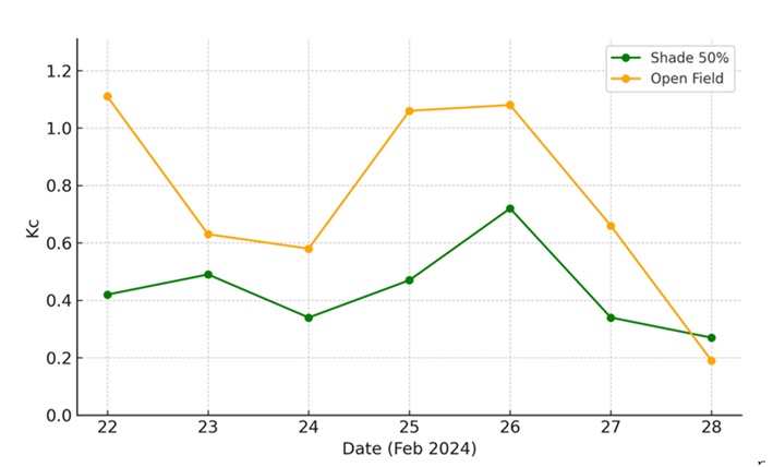 Figure 2   Daily Crop Coefficient (Kc) comparison between 50% shade and open field conditions