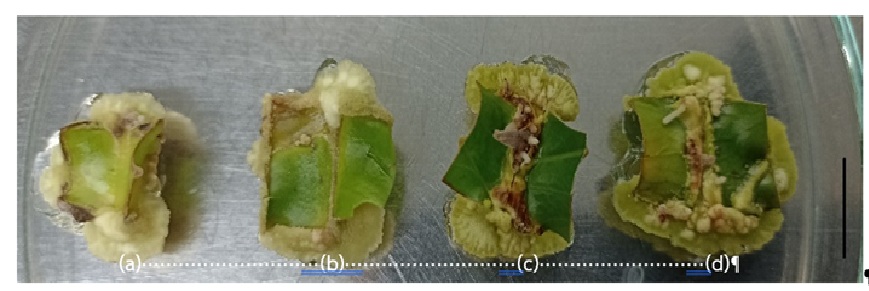 Figure 4   Wound effects on callus induction characteristics in Coffea canephora cv. Chomphon 2 after 10 weeks of culture; (a) no wound, (b) adaxial, (c) abaxial and (d) both (scale bar = 1 cm)