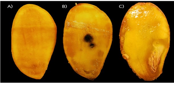 Figure 1  Images of cut-open in mango with of normal flesh (A), internal breakdown (B), and spongy   tissue (C) symptoms