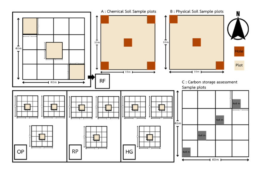 Figure 2   (A) Sample plots for collecting chemical and (B) physical soil sample plot 40x40 meter  for the study of (C) carbon storage assessment. available: TGO. (2016) in OP, RP, HG and RF area