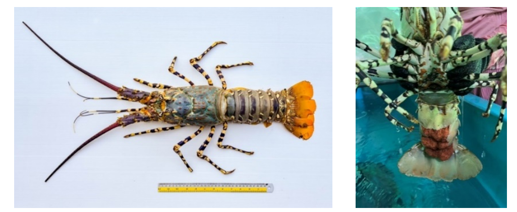 Figure 1   Ornate spiny lobster, Panulirus ornatus (a) and characteristic of eggs attached to pleopods on the abdomen of ovigerous female (b)
