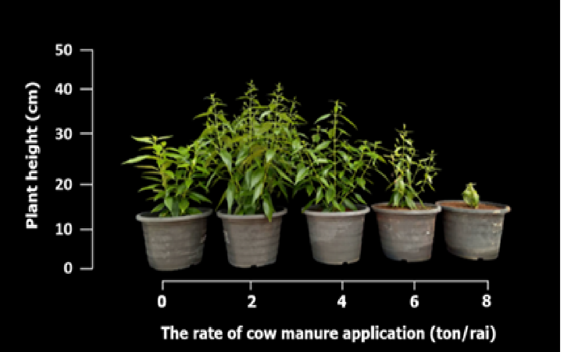 Figure 1   Growth of Kariyat in soil amended with cow manure at rate of 0–8 tons rai-1