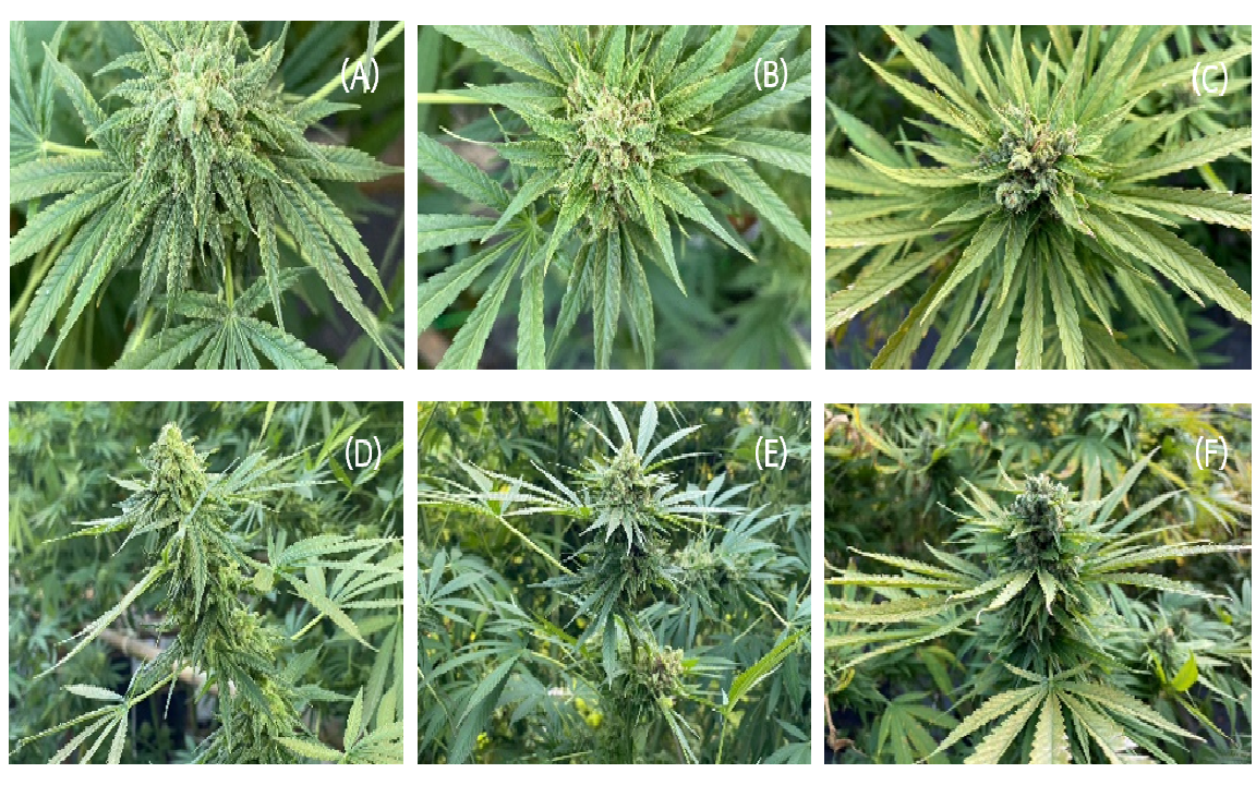 Figure 1  Inflorescence of hemp varieties; (A, D) EHFGP#1, (B, E) EHFGP#3 and (C, F) EHFGP#8