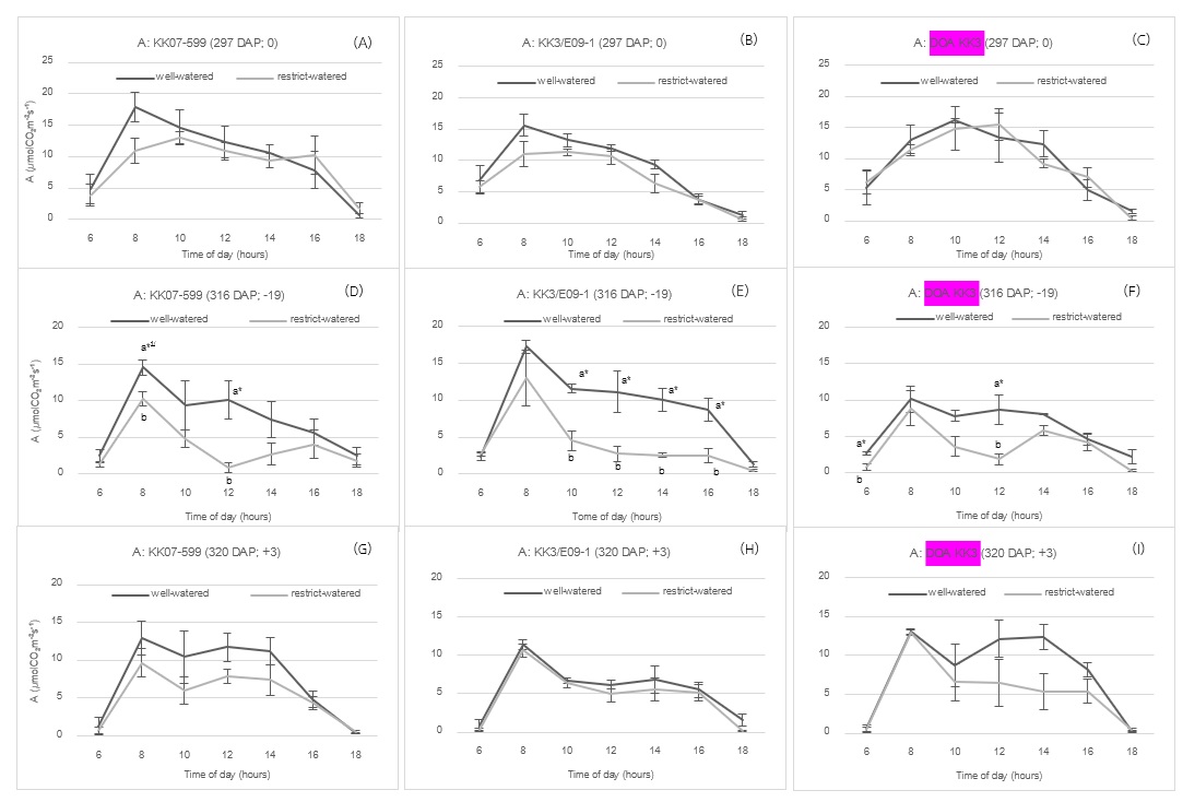 Figure 2   Diurnal net photosynthesis rate (A) of KK07-599, KK3/E09-1, and DOA KK3 on day 297 or before water restriction (A–C), on day 316 or after 19 days of water restriction (D–F), on day 320 or three days after rehydration (G–I). (1/Mean followed by different letters in each day are significantly different by p-values of a t-test,  *=Significant at p<0.05, **=Significant at p<0.01).