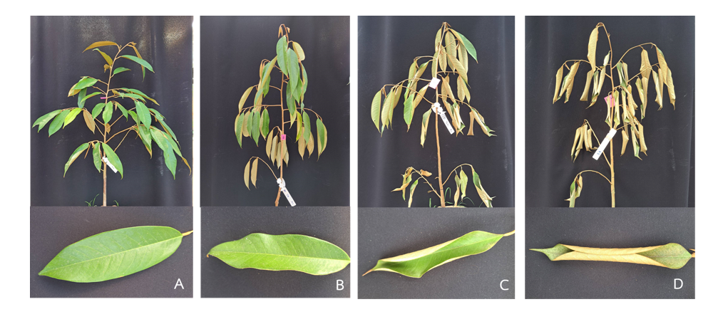 Figure 1  Durian seedlings under water deficit exhibited sequential morphological changes,                        (A) with normal leaves on day 1, (B) wavy leaves on day 4, (C) rolled leaves on day 7  and (D) desiccated leaves on day 10 