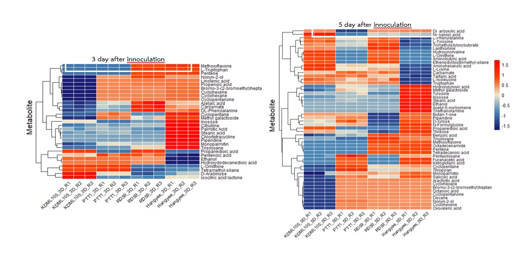 Figure 3   Heatmap of metabolites found in leaves of KDML105, PTT1, RD59, and Hangyee 71 after 3 and 5 days of Pyricularia oryzae inoculation