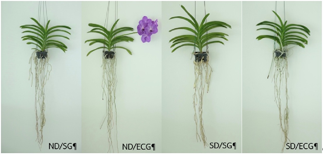 Figure 1  Effects V. ‘Pakchong Blue’ under different temperature and day length at 16 weeks                after treatments including; ND = natural day length condition (12 hours); SD = short day                condition; SG = shading greenhouse and ECG = evaporative cooling greenhouse