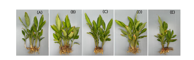 Effects of applications of N on vegetative growth of six months after planting