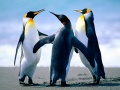 penguins_120